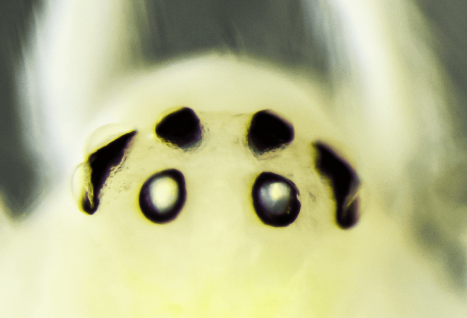 New species of spider found in the Himalayas — and it has smiley face