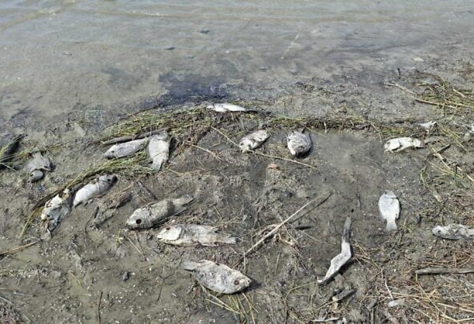 Contamination found in Sea of Galilee fish