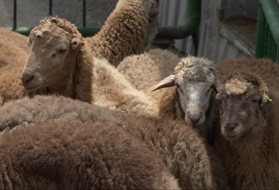 Qurban bayramı ilə bağlı hazırlıq işləri yekunlaşıb