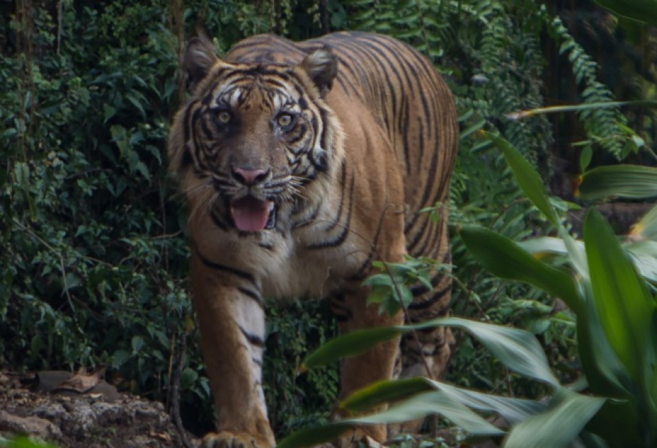 In India tiger kills woman and injures four persons, angry locals assault forest staff