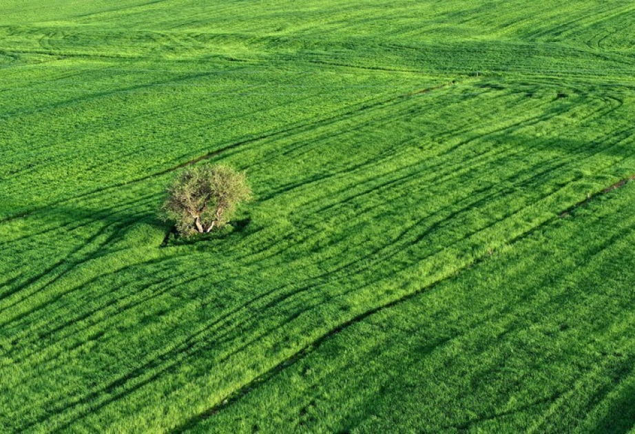 Only 4% of climate finance directed to agricultural resilience despite mounting heat risks: FAO official