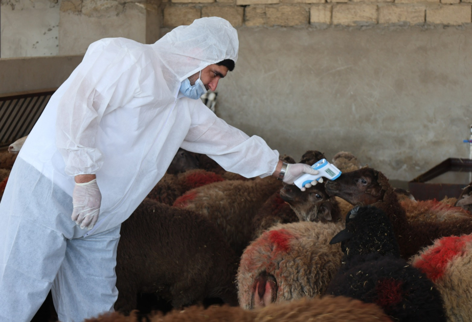 Qurban bayramı ilə əlaqədar heyvan satışı və kəsimi yerlərində profilaktiki tədbirlər görülüb