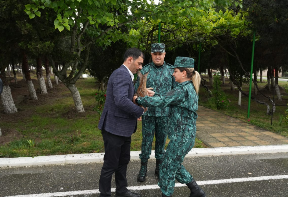Zəngilanın dağlıq ərazisində köməksiz vəziyyətdə aşkarlanan cüyür balası BMQX-nin əməkdaşına təhvil verilib YENİLƏNİB VİDEO