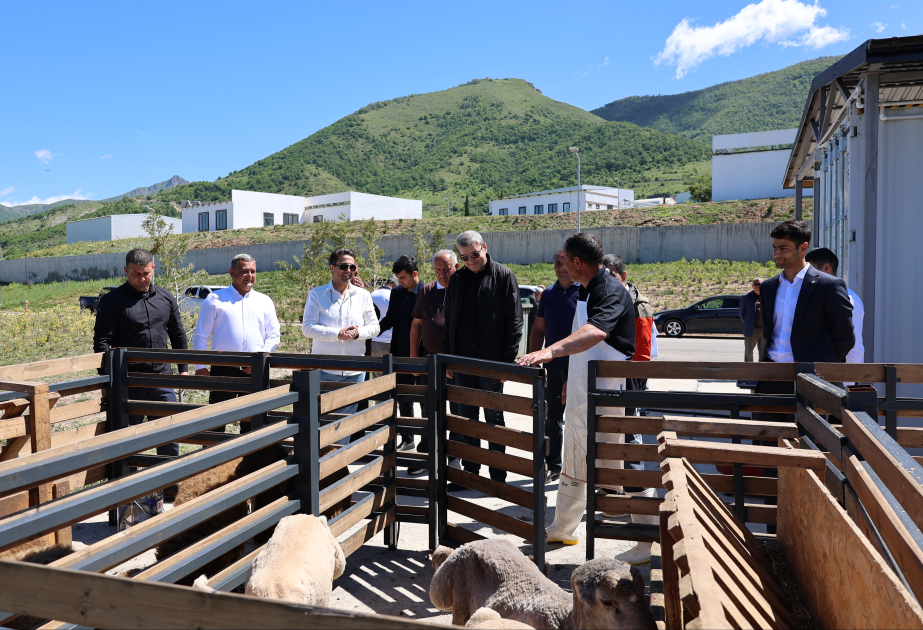 Laçında qurbanlıq heyvanların kəsilməsi baytarlıq nəzarəti altında təşkil olunub