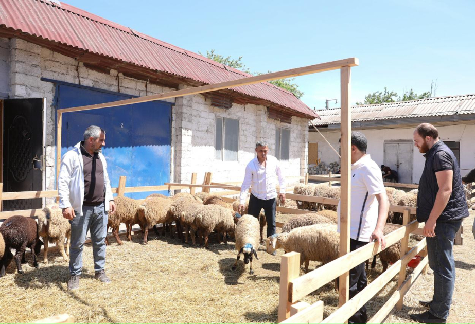 Ölkə üzrə 134 ünvanda qurbanlıq heyvanların satış və kəsim xidmətləri davam etdirilib