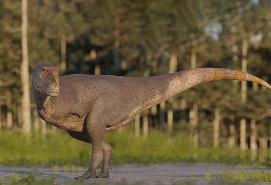 Argentinada vağ quşuna bənzəyən lələkli dinozavrın qalıqları aşkar edilib