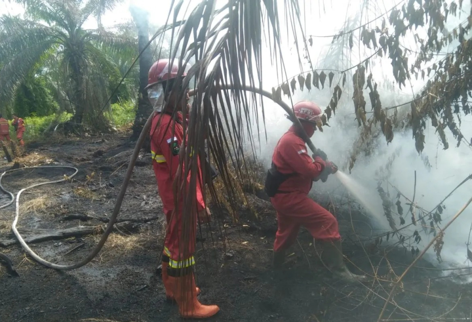 Riau puts 11 regions on forest fire alert ahead of dry season