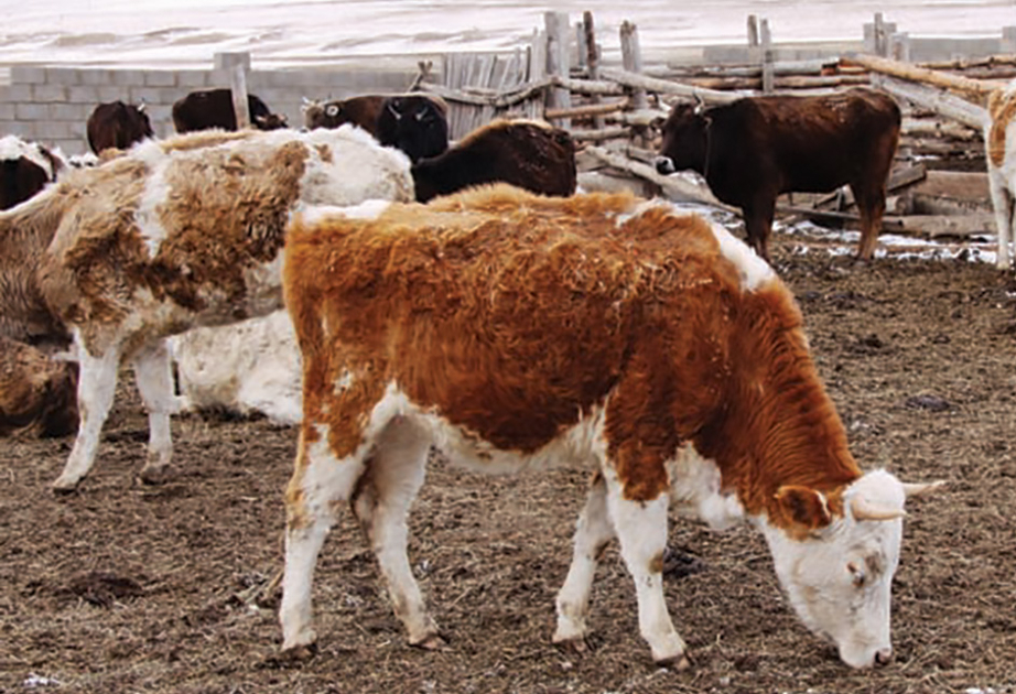 Over 600 animals culled in western Mongolia due to foot-and-mouth disease