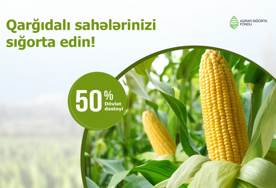 Azərbaycanda qarğıdalı sahələrinin sığortasına başlanılıb