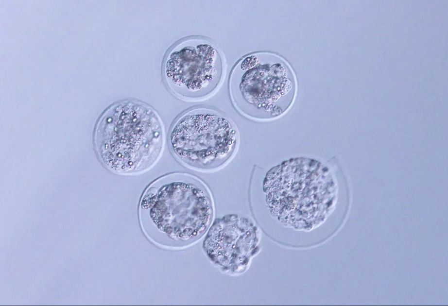 China Focus: Mouse embryo experiment on China's space station sheds light on life development in space