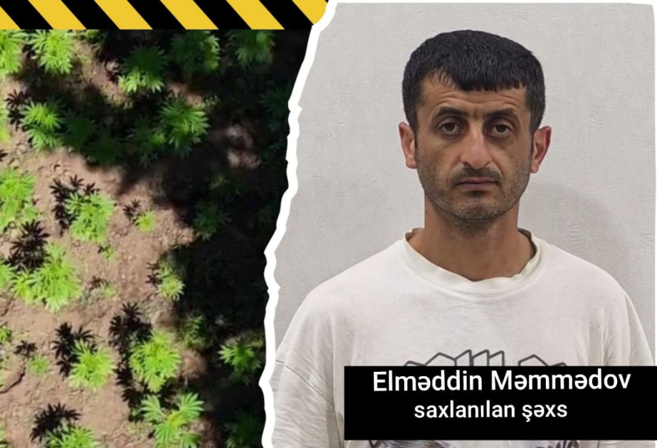 Milli Parkın ərazisində narkotik plantasiyası aşkarlanıb