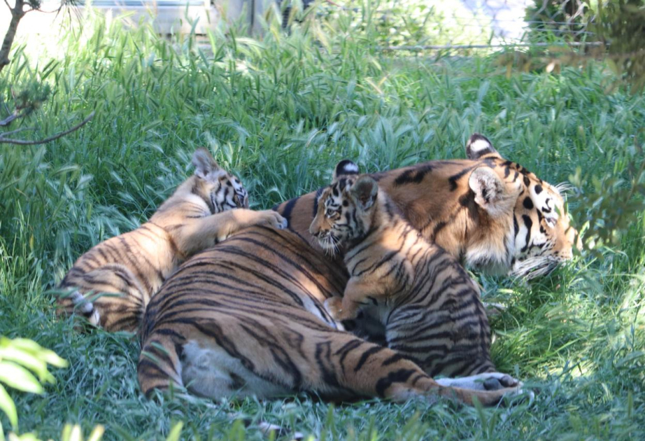 Two Amur tiger cubs born at Baku Zoo