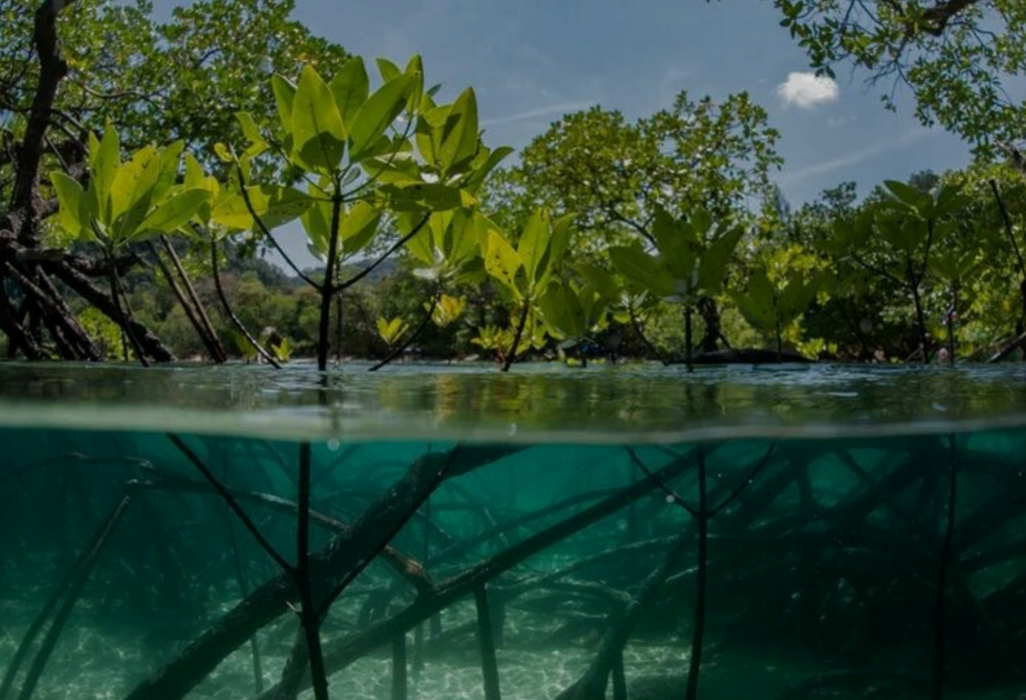 Mangrove forests are healing after decades of human destruction