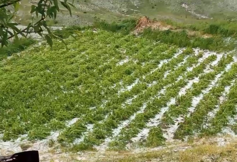 Qubanın ucqar kəndlərinə dolu yağıb