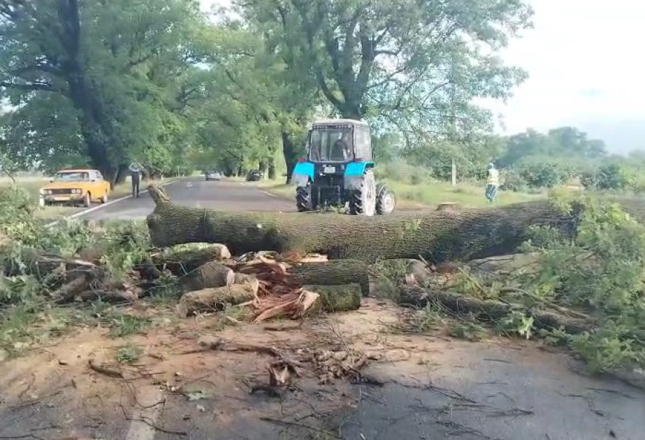 Oğuzda avtomobil yoluna aşan ağacın qalıqları təmizlənib