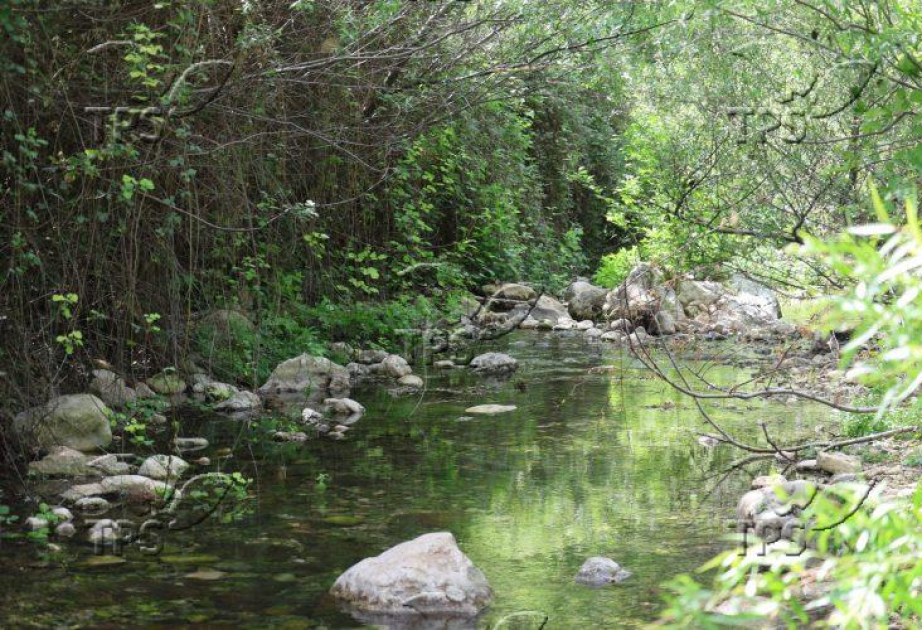 Scientists warn climate predictions may misjudge forest carbon absorption