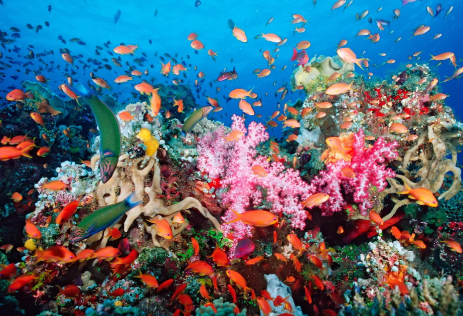 June 8 marks World Oceans Day