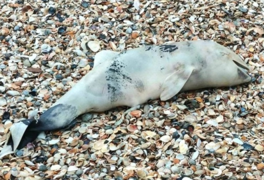 In Odesa region, sea washes another 15 dead cetaceans ashore at national park
