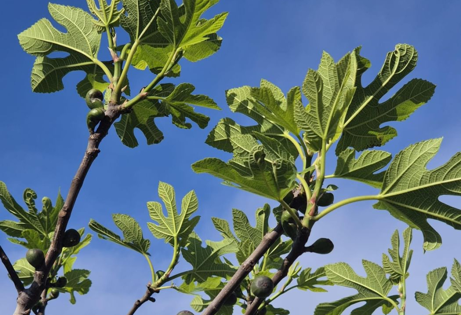 NYU Abu Dhabi study links wild fig trees to food security