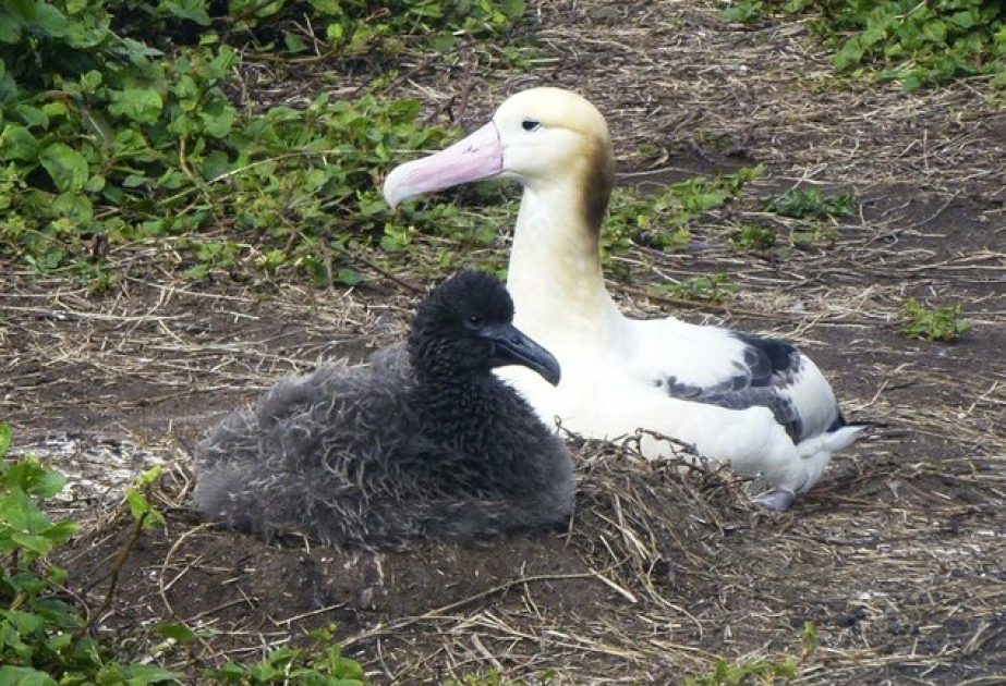 Over 10,000 albatrosses reported on Japan island after "extinction"