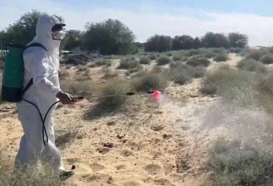 Kazakh and Chinese scientists test eco-friendly biopesticide against locusts