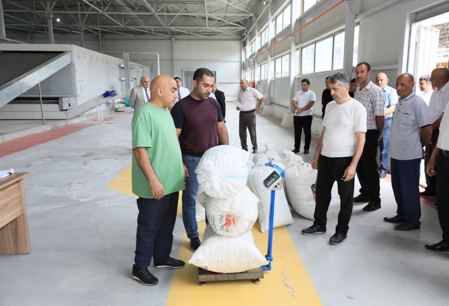 Zərdabda barama təhvilinə başlanılıb - tədarük həcminin bu il də yüksək olacağı gözlənilir
