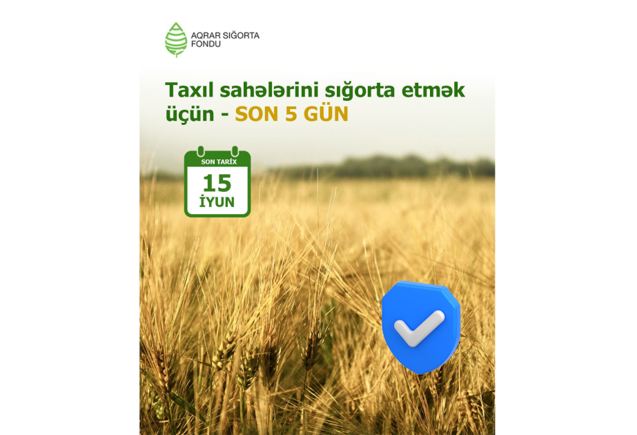 Yazlıq taxıl sahələrinin sığortalanması müddəti iyunun 15-də başa çatır