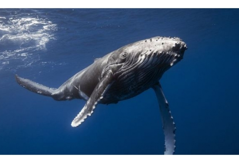 5.3-million-year-old whale graveyard hotspot found in Indian Ocean