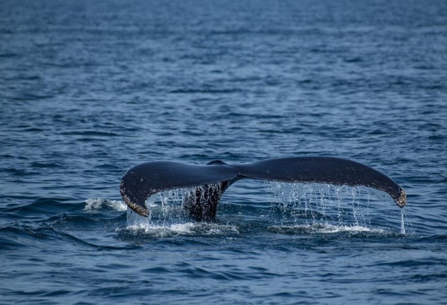 Australie : des scientifiques découvrent le plus grand cimetière de baleines au monde dans la zone de Diamantina