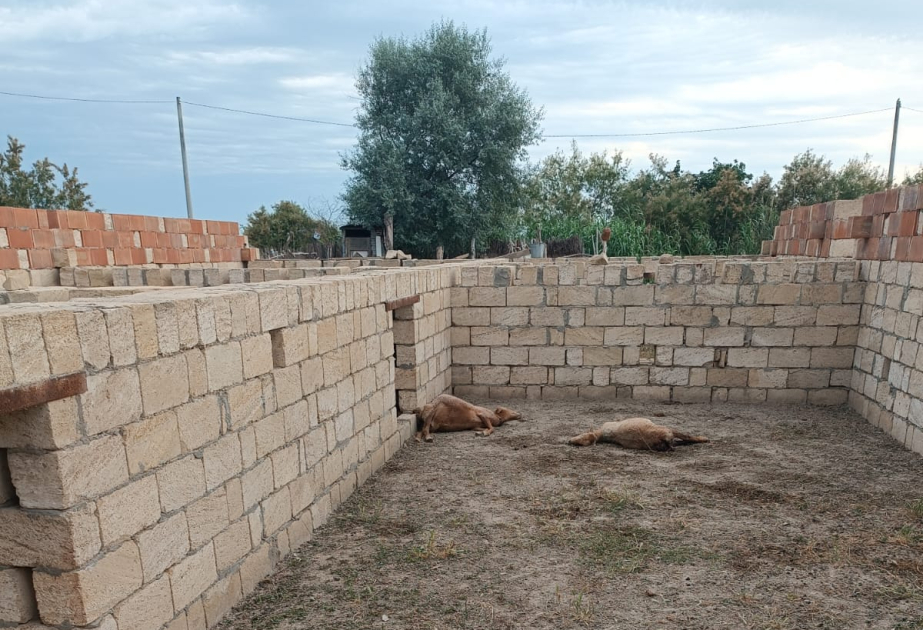 Sabirabadda canavarlar təsərrüfata hücum edib