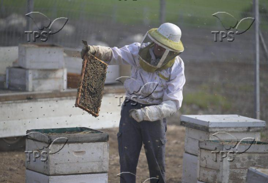 The dance of the honeybee may ınform future swarm robotics design
