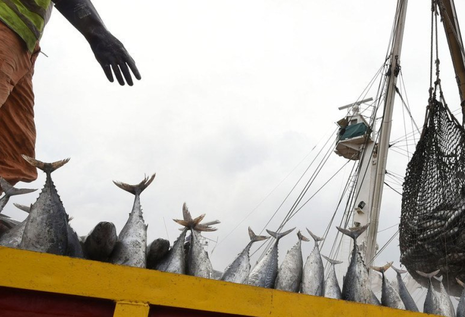 Global fish production hits new high, but climate threats loom