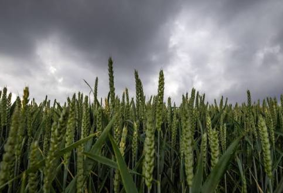 New rules for biotech crops clear final hurdle in European Parliament