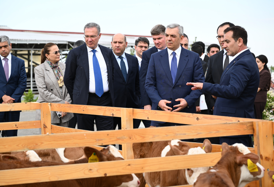 Visite d’une exploitation d’élevage ovin dans le district de Khodjaly