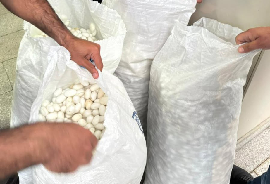 Qəbələdə barama tədarükünə başlanılıb
