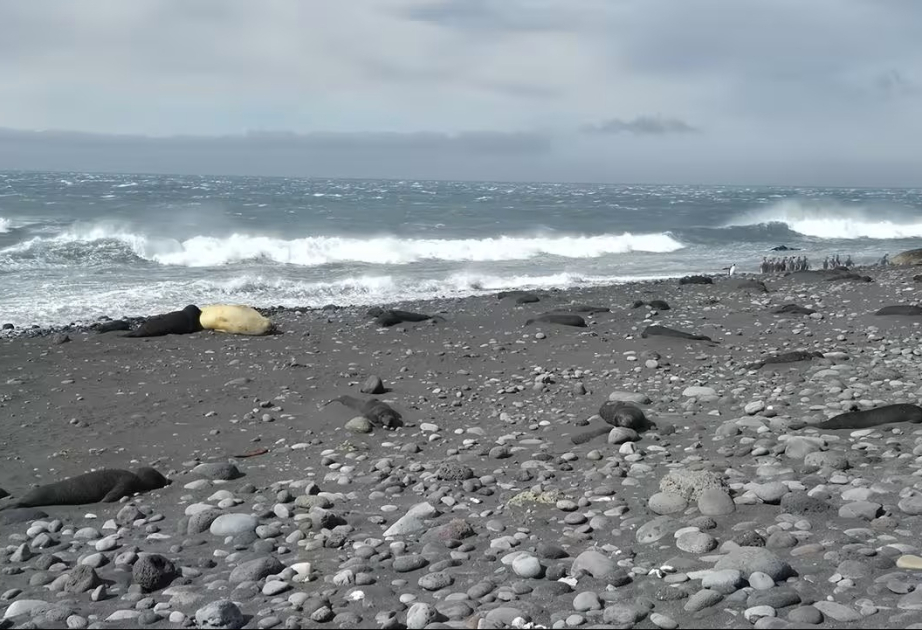 Bird flu kills more than 75% of baby seals on remote Australian island, study finds