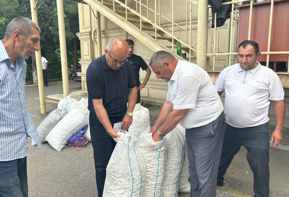 Tərtər kümçüləri mövsümün ilk günlərində 2200 kiloqrama yaxın barama tədarük ediblər