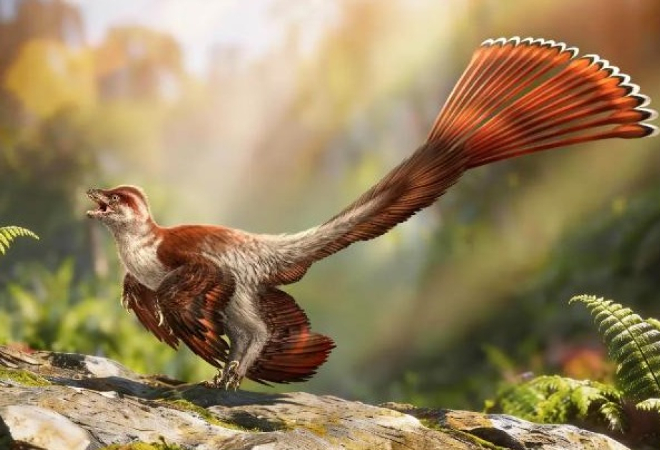 Çinli alimlər lələkli dinozavr növü tapıblar