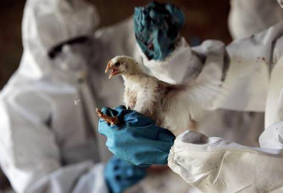 Avstraliyada yüksək patogenli H5N1 virusuna ilk şübhəli hal aşkarlanıb