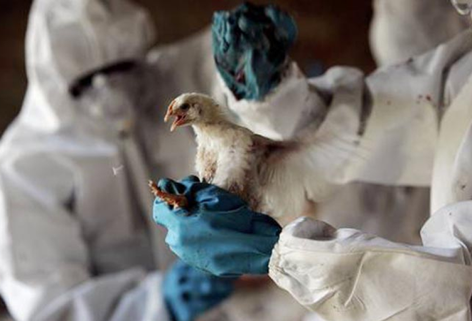 Australia reports 1st suspected mainland case of H5N1 avian influenza