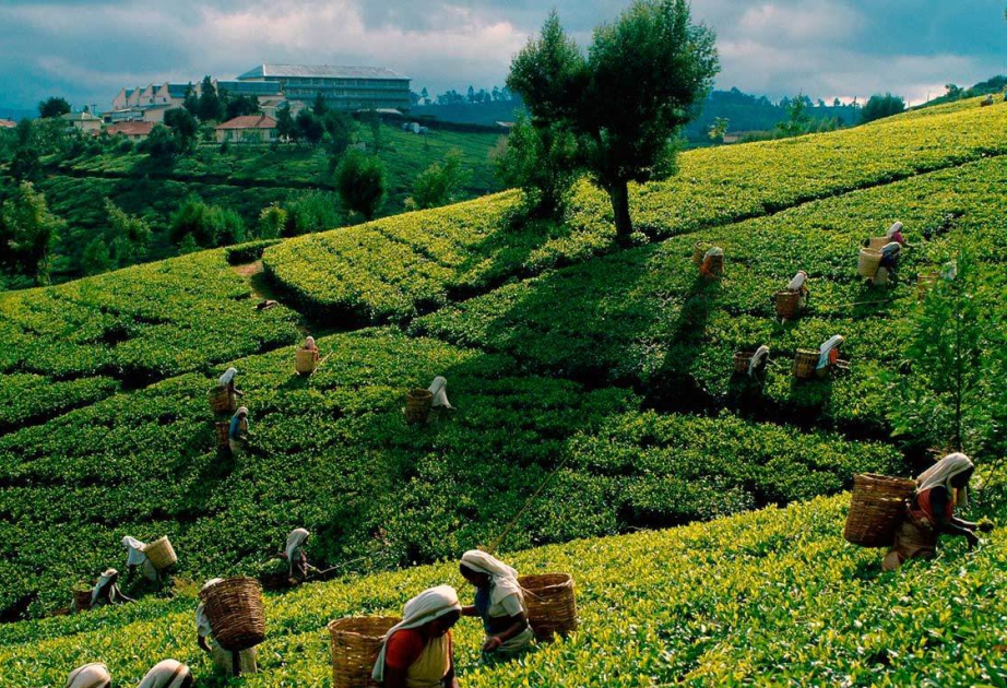 Tea exports from Azerbaijan increase by 21 percent