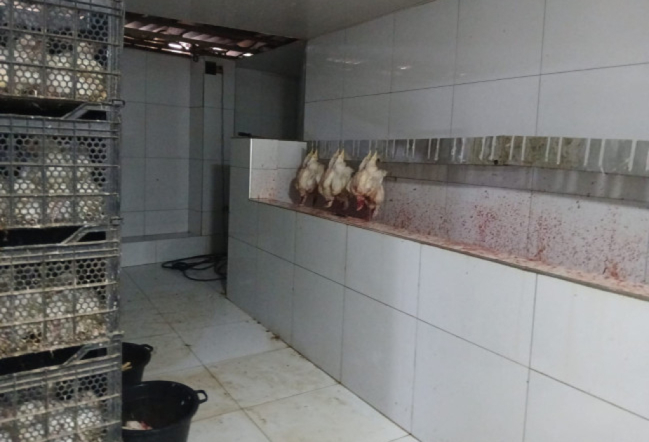 Salyanda qanunsuz fəaliyyət göstərən quş kəsimi məntəqəsi aşkarlanıb