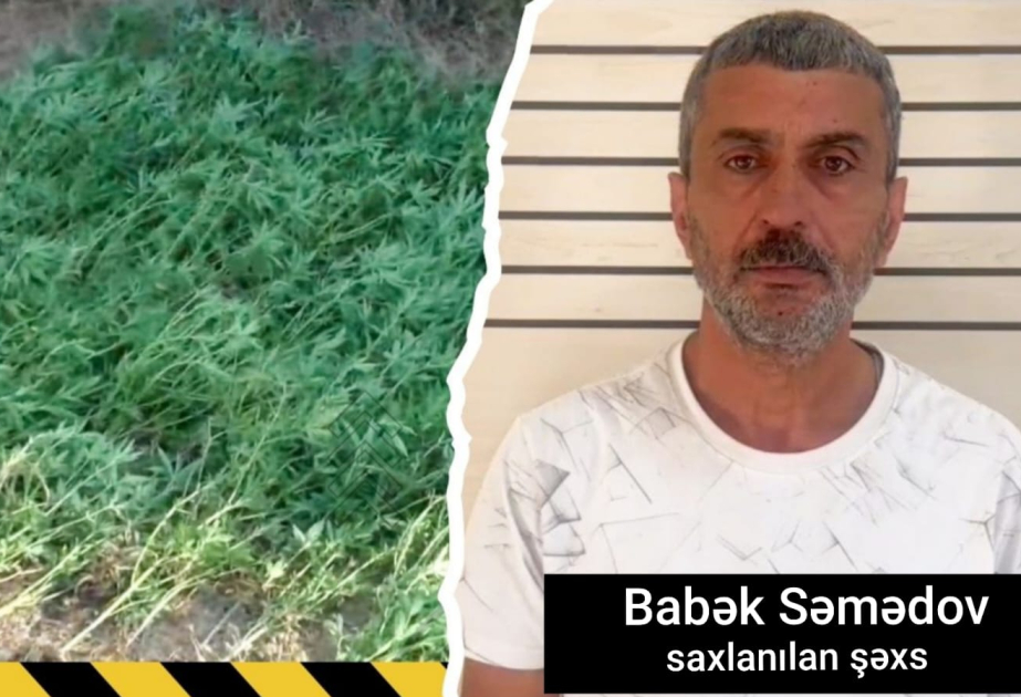 Masallıda çayın kənarında çətənə kolları yetişdirən şəxs saxlanılıb VİDEO