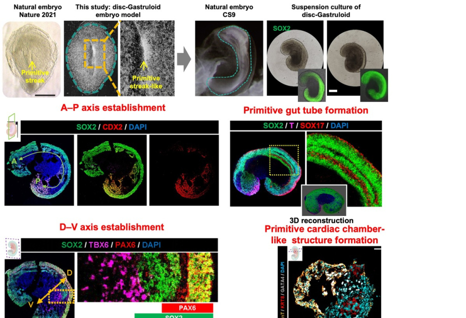 Chinese researchers develop world-first human embryo model for organ growth