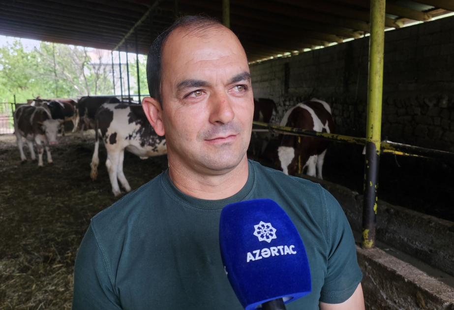 Dövlət dəstəyi və fermerlərin zəhməti - Naxçıvanda heyvandarlığın inkişafında yeni hədəflər VİDEO
