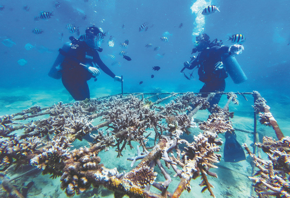 China restores marine ecosystem for underwater wildlife