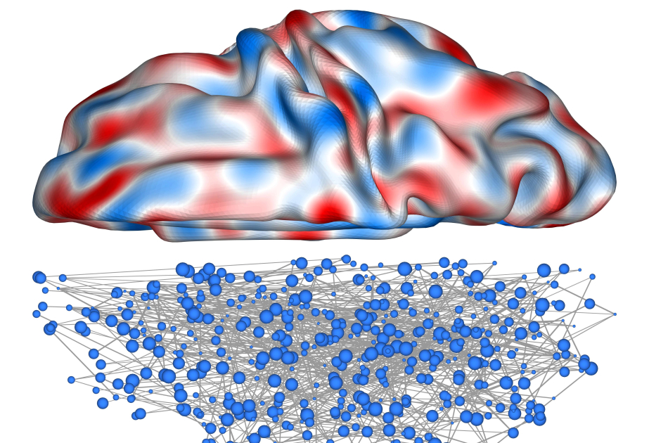 Brain shape found to guide neural wiring: study
