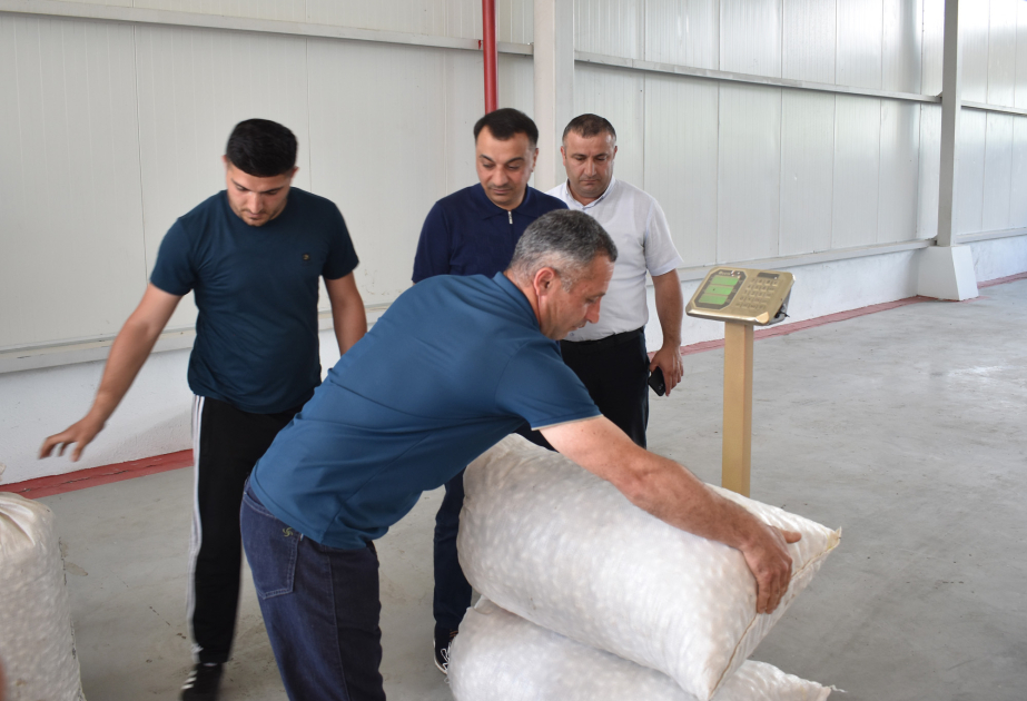 Baramaçılıq etibarlı gəlir mənbəyinə çevrilir - Zaqatalada qısa müddətdə 17 tonluq tədarük