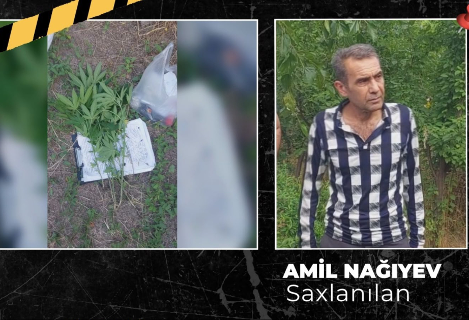 Ağsuda çətənə kolu yetişdirən şəxs həbs olunub