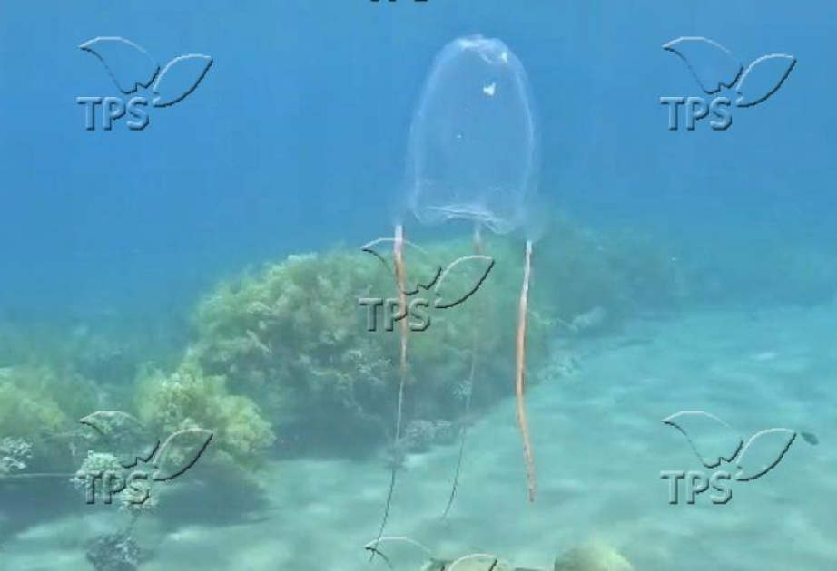Rare box jellyfish spotted in gulf of Eilat waters